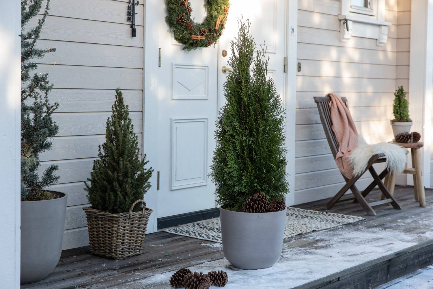 Vintergr&oslash;nne planter